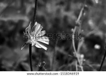 Flowers in black and white image