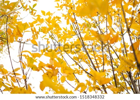 
Beautiful Yellow Autumn Leaves HQ pictures