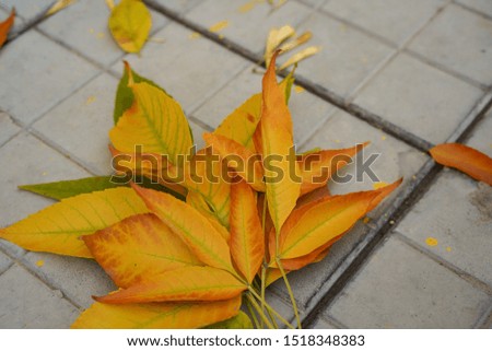 
Beautiful Yellow Autumn Leaves HQ pictures