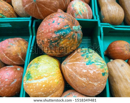 ripe juicy orange pumpkins on the supermarket counter. autumn harvest