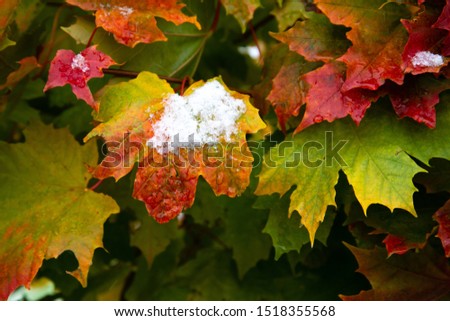 The first snow on the red maple leaves. Beautiful branch with orange and yellow leaves in late fall or early winter under the snow.