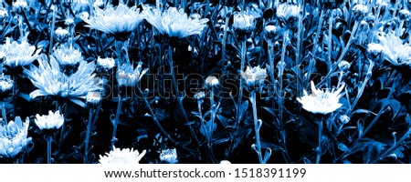 Indigo Floral Wallpapers. Blue and White Flowers Closeup Photo. Abstract Winter Background. Chrysanthemum Border. Beautiful Nature Background. Macro Print with Flowers. Wedding Invitation Template