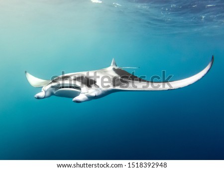 Manta rays are large rays belonging to the genus Manta. The larger species, M. birostris, reaches 7 m (23 ft) in width, while the smaller, M. alfredi, reaches 5.5 m (18 ft 1 in).  Royalty-Free Stock Photo #1518392948