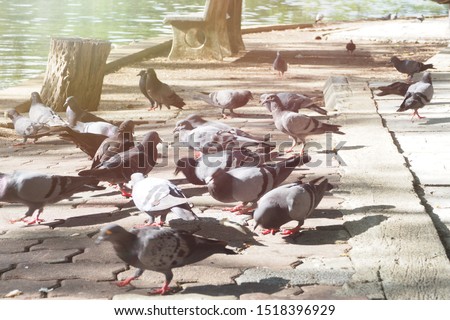 Herd of grey pigeons finding something to eat on the ground in the park. Wildlife and respiratory disease from poultry concept