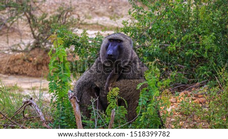 Funny faced close up of an olive baboon (Papio anubis) sitting on road side in Murchison Falls National Park, Uganda.