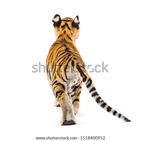 Back view of a two months old tiger cub walking against white background