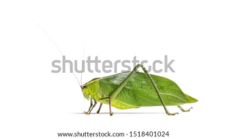 Giant katydid, Stilpnochlora couloniana, in front of white background Royalty-Free Stock Photo #1518401024