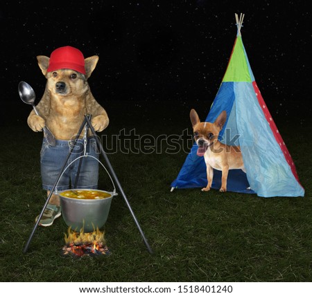 The dog in a red cap, shorts and sneakers is cooking soup on a bonfire near the tent with his friend in the meadow at night.