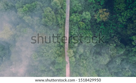 Trees forest roads and fog from above
