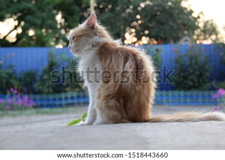 Ginger-white cat sitting outdoors and looking to the side