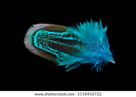 Colored bird feather isolated on black background.