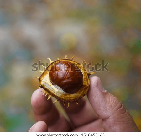 Man holding chestnut in his hand after harvesting them in the forest, 