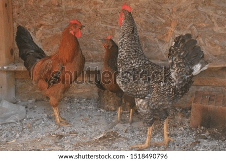 Roosters are fancy men of chickens