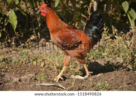 Roosters are fancy men of chickens