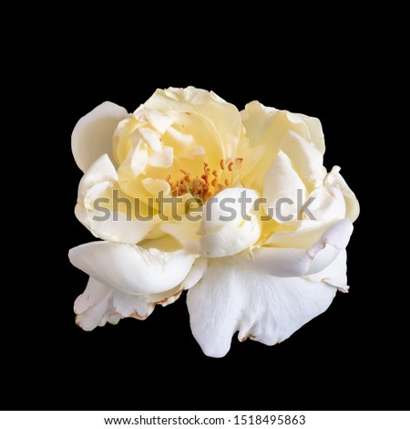 isolated aged white yellow rose blossom macro,black background, color fine art still life image of a single bloom with detailed texture