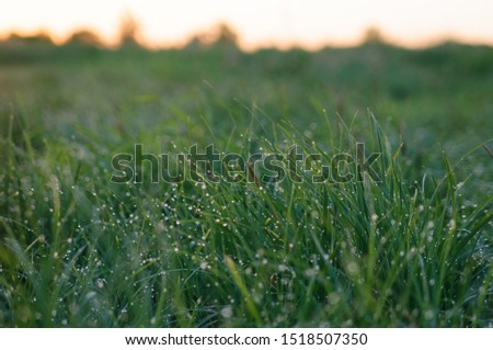 Dew drops on fresh green grass, stunning background