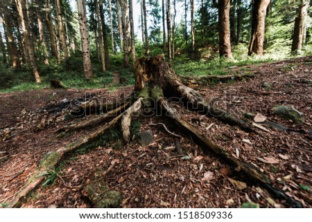 chopped tree with roots near plants in woods
