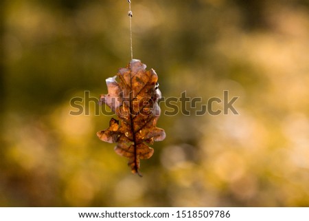A leaf of a cedar tree hangs on a web. Autumn.