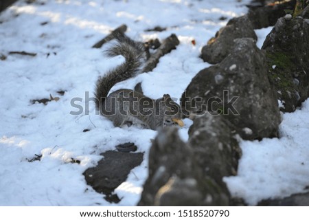 A squirrel in every season: winter in the Valentino park in Turin