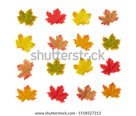 Autumn icon maple leaves texture. Background. Flat lay, Top view leaves Nature background