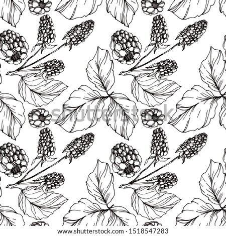 Vector Blackberry healthy food. Black and white engraved ink art. Seamless background pattern. Fabric wallpaper print texture.