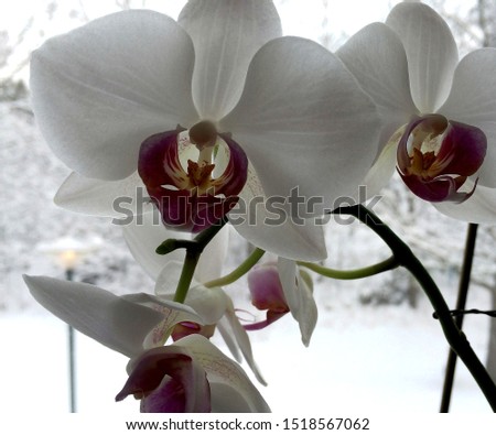 A beautiful closeup of an orchid