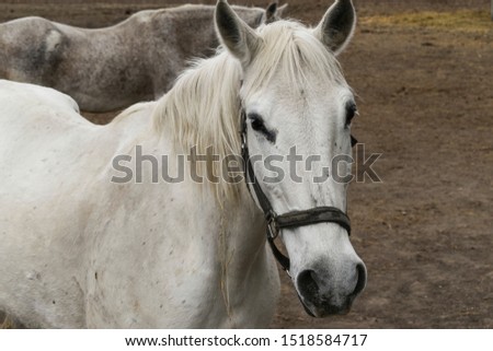 Cute white horse on the farm