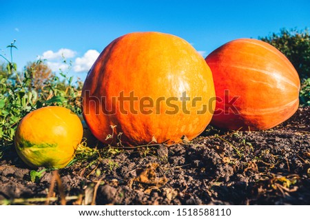 Orange ripe pumpkins lie nearby. Harvesting pumpkins on a collective farm.