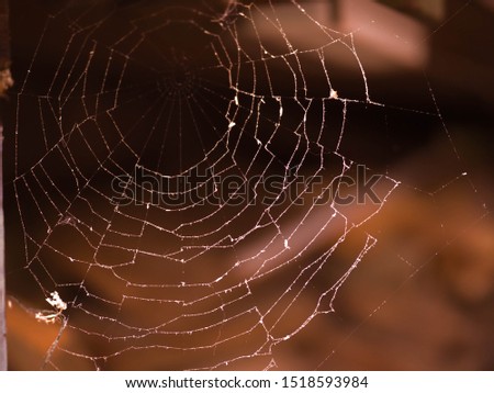spider web stretched in the yard . Halloween background
