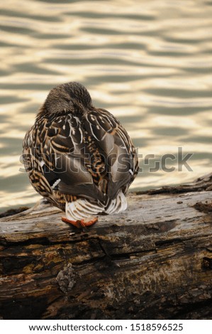 Sleeping wild duck on a piece of wood.  Light reflection in the water.