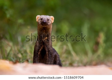 Tayra photographed in Linhares, Espirito Santo. Southeast of Brazil. Atlantic Forest Biome. Picture made in 2013.