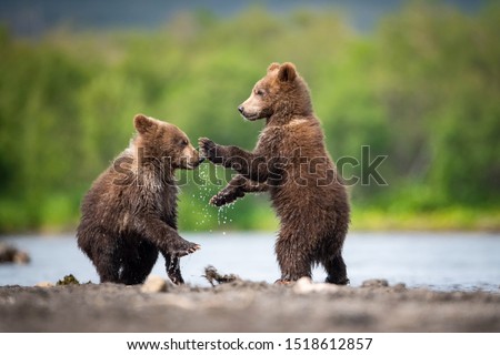 The young Kamchatka brown bear, Ursus arctos beringianus catches salmons at Kuril Lake in Kamchatka, running and playing in the water, action picture