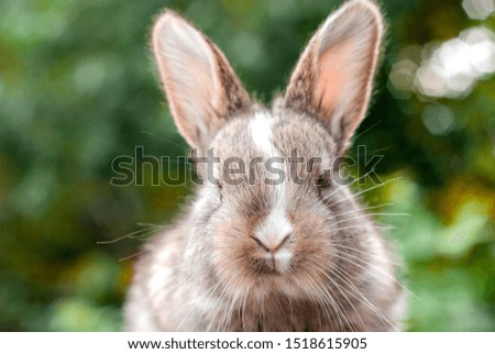 Funny baby rabbit laying in the green grass