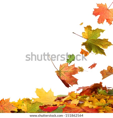 Isolated autumn leaves
