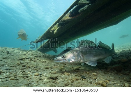 Zander (Sander lucioperca) under the water. Carnivorous fish with marked fins. captured under water. River habitat. Wildlife animal. Pike-perch swimming with a carp.  Royalty-Free Stock Photo #1518648530