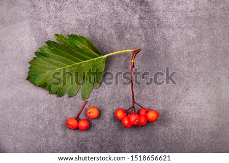 twig with bright red rowan berries and leaves on a gray stone background. Seasonal still life with autumn berries on concrete