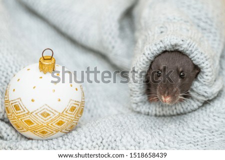 The black fluffy rat is a symbol of 2020. The animal is sitting in the sleeve of a gray sweater.