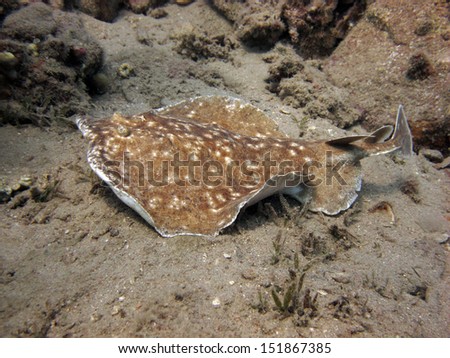 Electric Ray Royalty-Free Stock Photo #151867385
