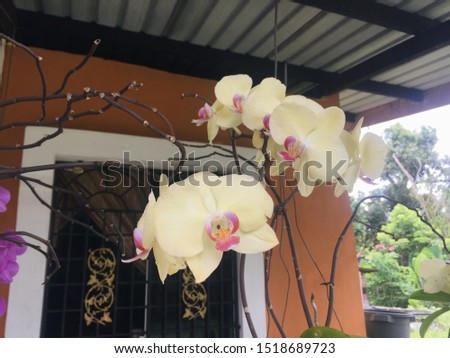 A picture of yellow and purple orchids and a house window