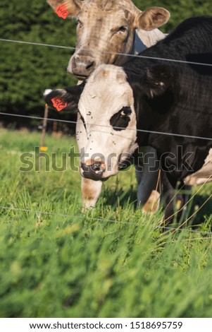 two cows behind a fence 