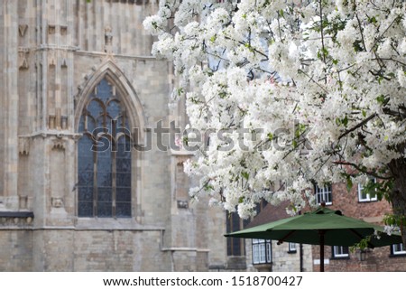 Cherry blossom tree and a window of York Minster. 