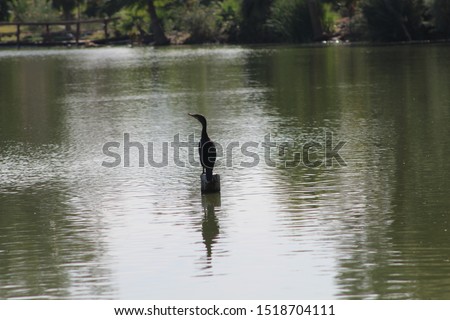 duck keeps balance in the middle of a lake
