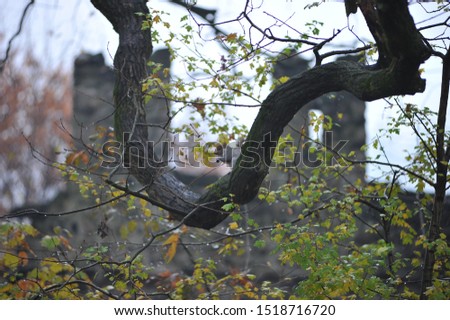 A squirrel in the park of Valentino in a cold autumnal period 