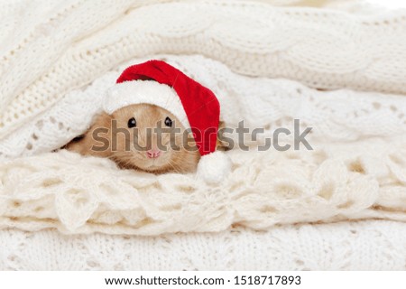 Close-up picture of rat wearing Santa hat hiding between knitted sweaters