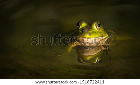 Bullfrogs on the pond at Huntley Meadows Park
