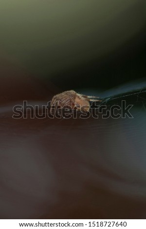 Large Brown Female Garden orb weaver Spider (Family Araneidae, Genus: Eriophora) The female has long thin palps. Females also have a genital opening called the epigynum on the underside of the abdomen