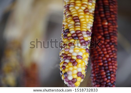 Multicolored corn kernels close up on dried decorative hanging Indian corn cobs Royalty-Free Stock Photo #1518732833