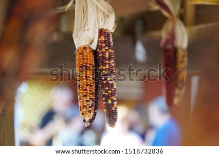 Dried Indian corn cobs with multicolored kernels hanging at farm stand market, fall harvest and autumn decorations Royalty-Free Stock Photo #1518732836