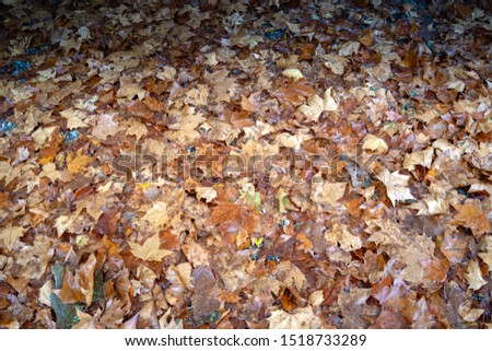 
autumn leaves in the forest