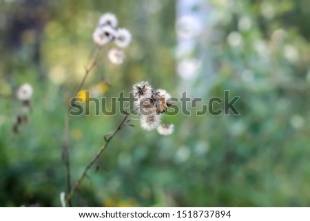 Сommon dandelion (Taraxacum officinale), Blooming white dandelion flower on the background of plants and grass.